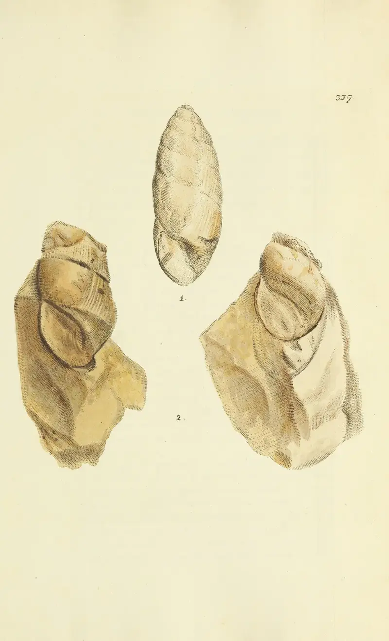 The mineral conchology of Great Britain Pl.227 av James Sowerby