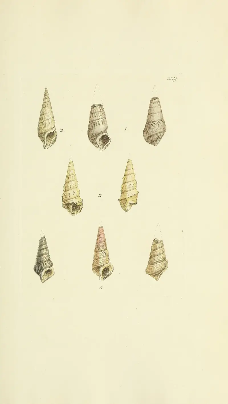 The mineral conchology of Great Britain Pl.229 av James Sowerby