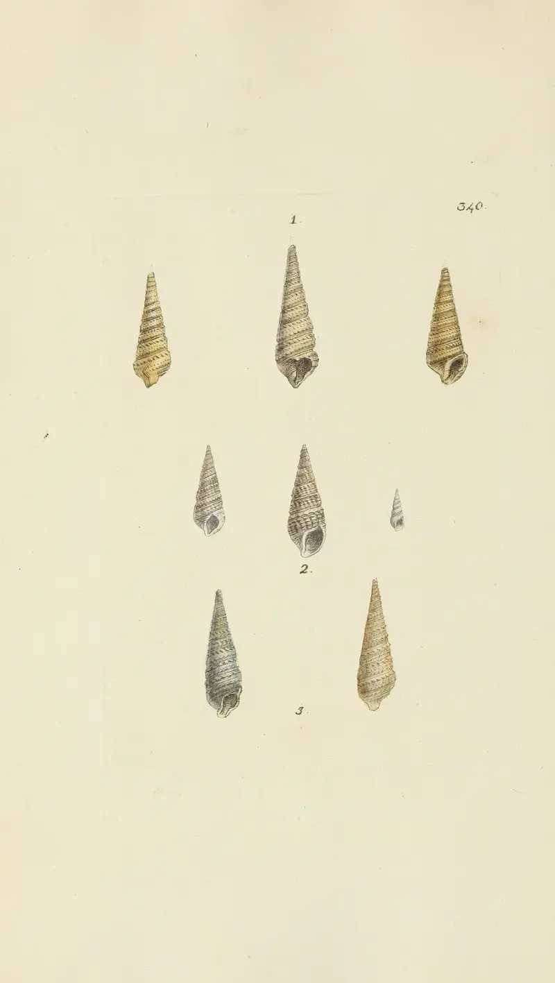 The mineral conchology of Great Britain Pl.230 av James Sowerby