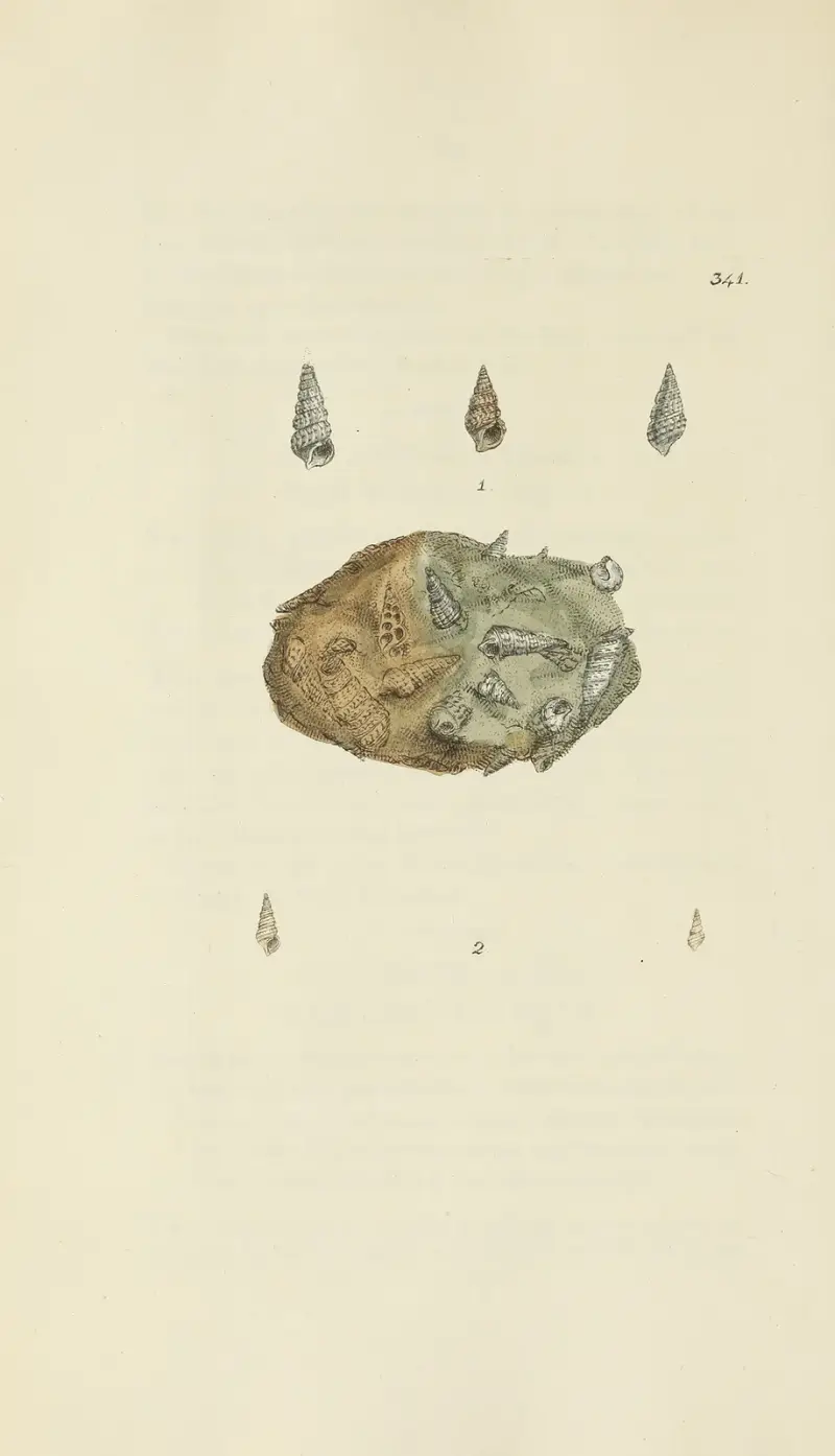 The mineral conchology of Great Britain Pl.231 av James Sowerby