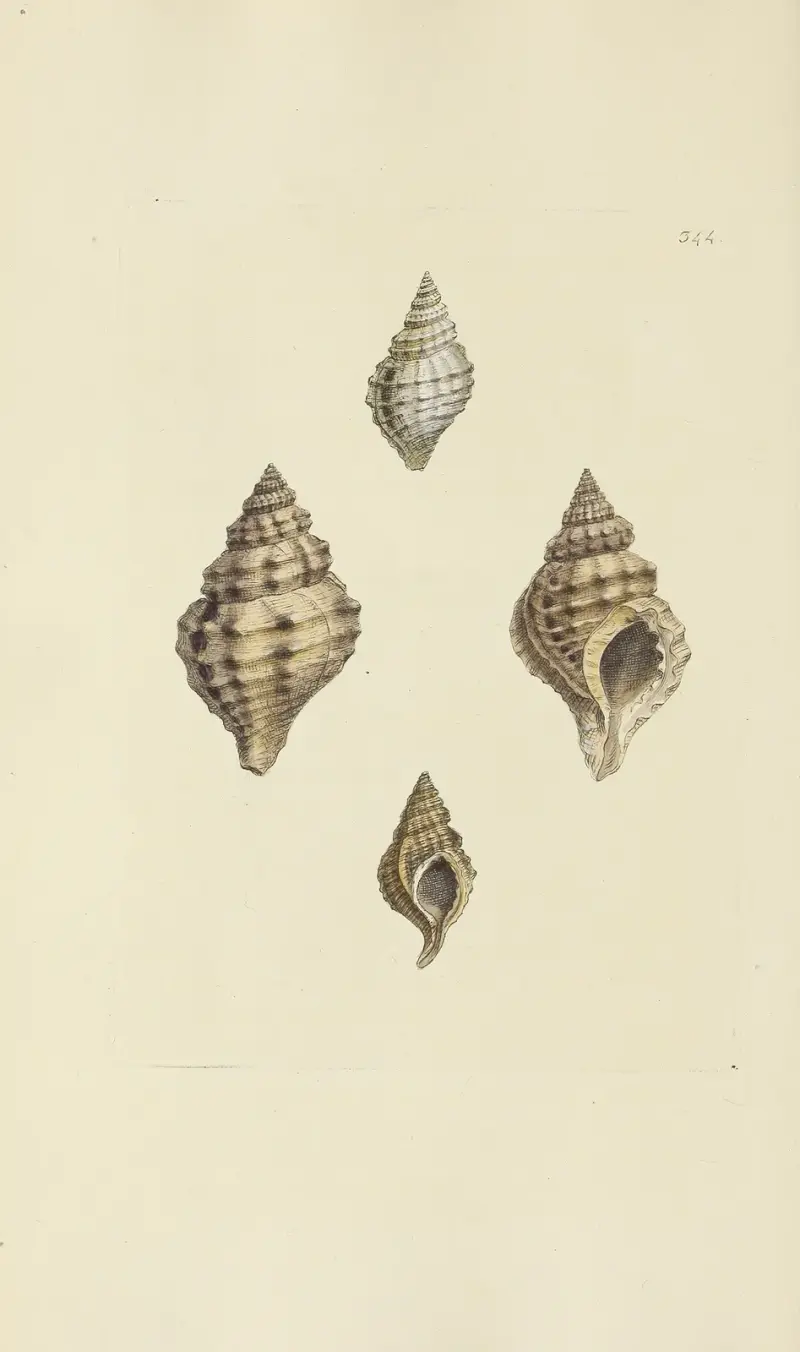 Mineralconkologi från Storbritannien, pl. 233 av James Sowerby