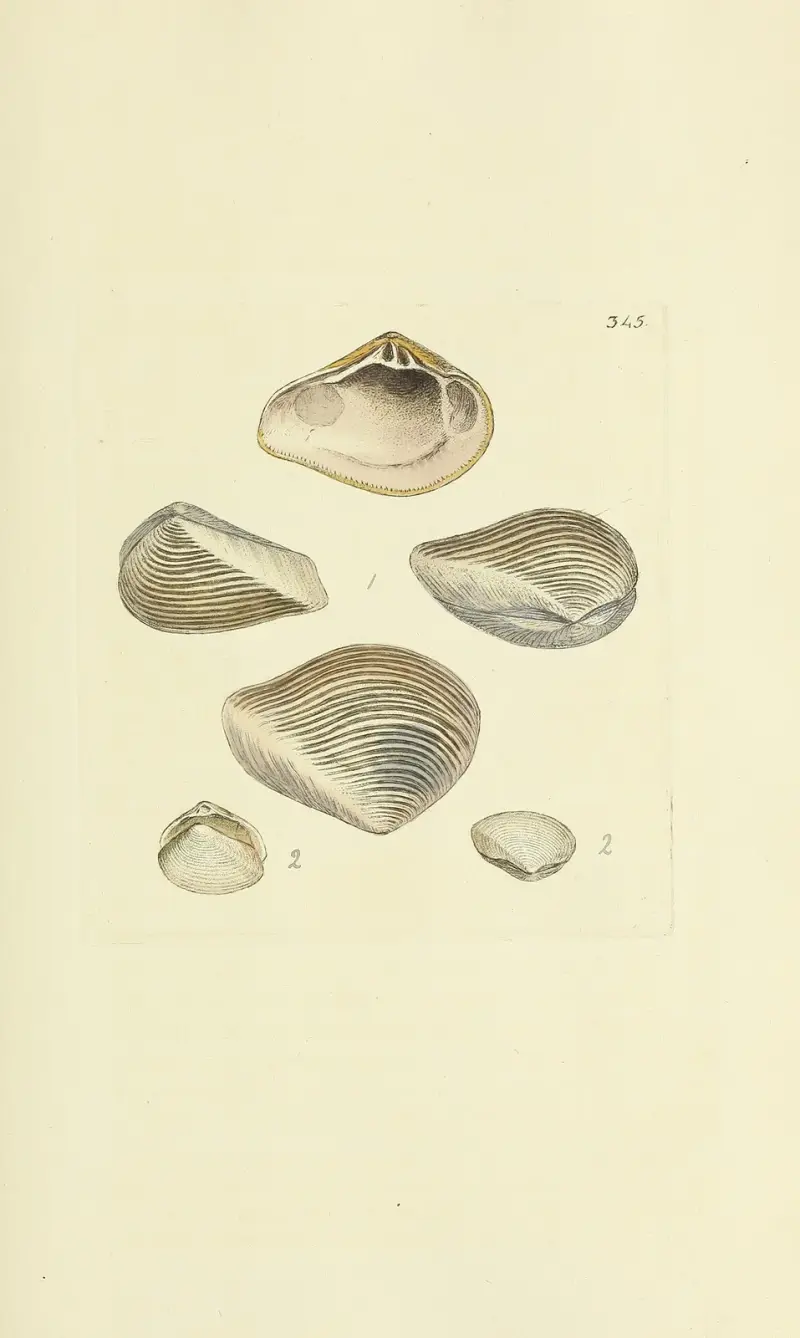 The mineral conchology of Great Britain Pl.234 av James Sowerby