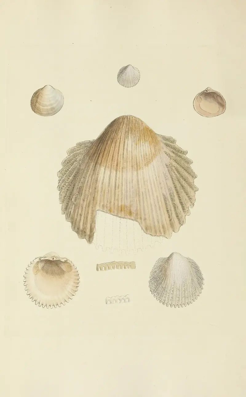 Mineralconchologi från Storbritannien, plansch 235 av James Sowerby
