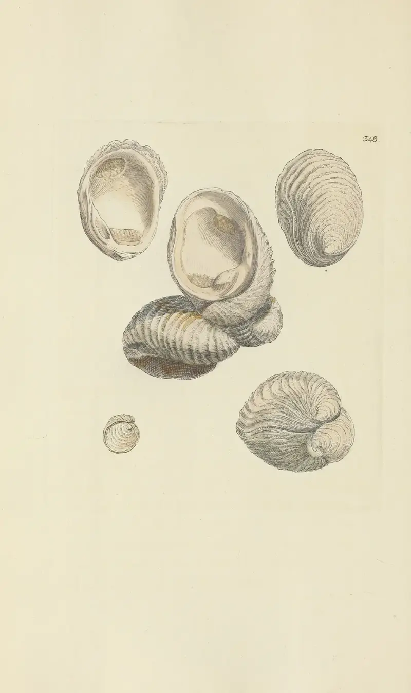 Mineralconkologi från Storbritannien, pl. 237 av James Sowerby