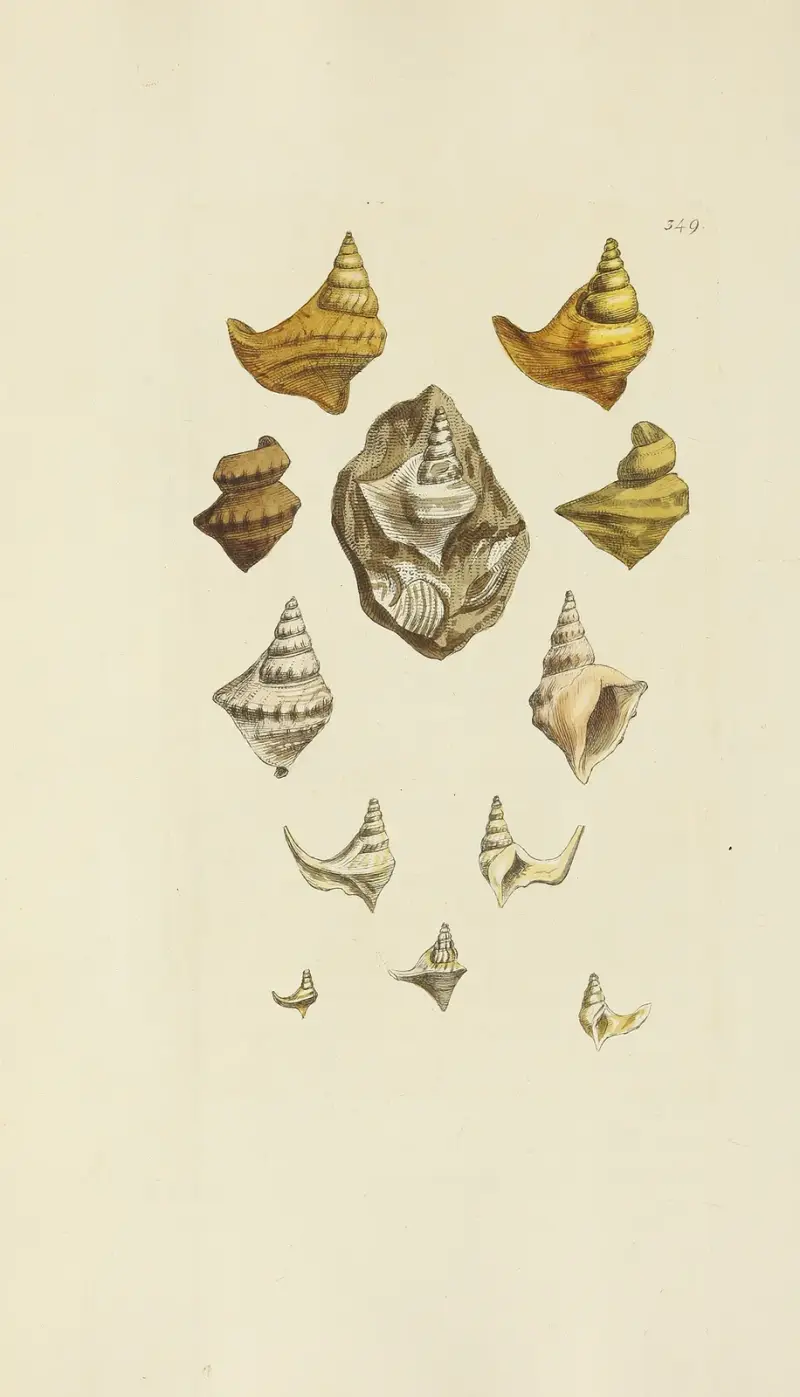 The mineral conchology of Great Britain Pl.238 av James Sowerby