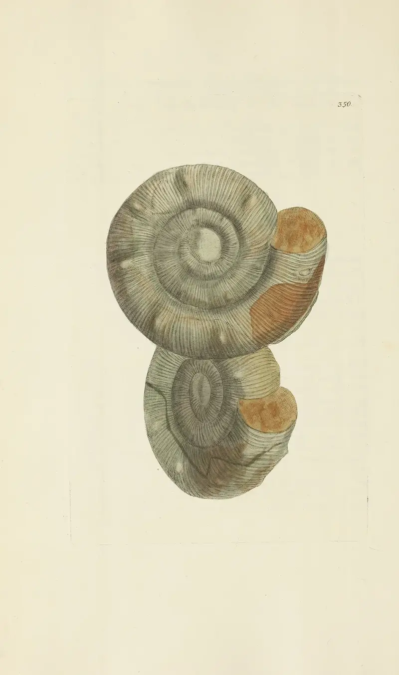 The mineral conchology of Great Britain Pl.239 av James Sowerby