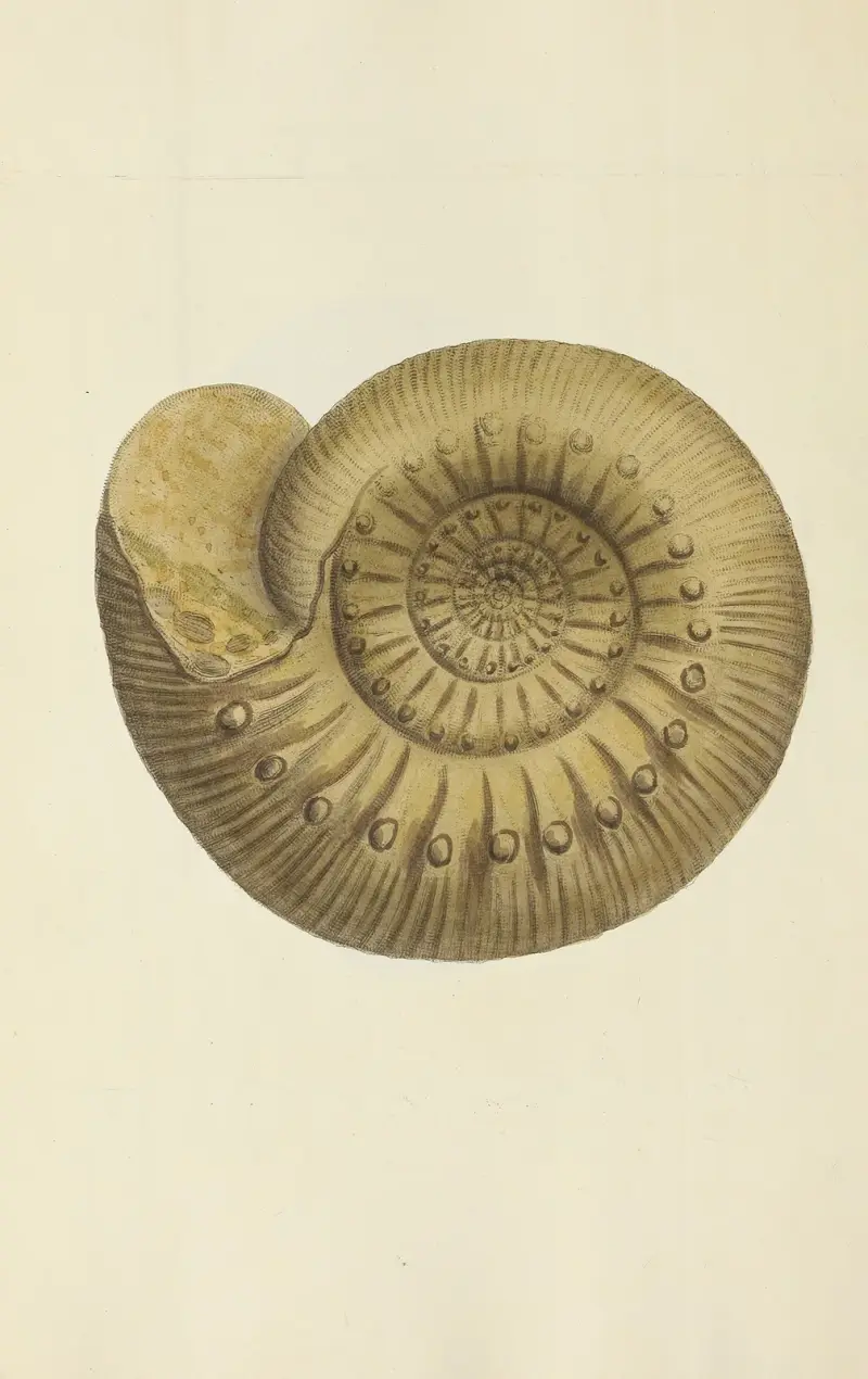The mineral conchology of Great Britain Pl.240 av James Sowerby