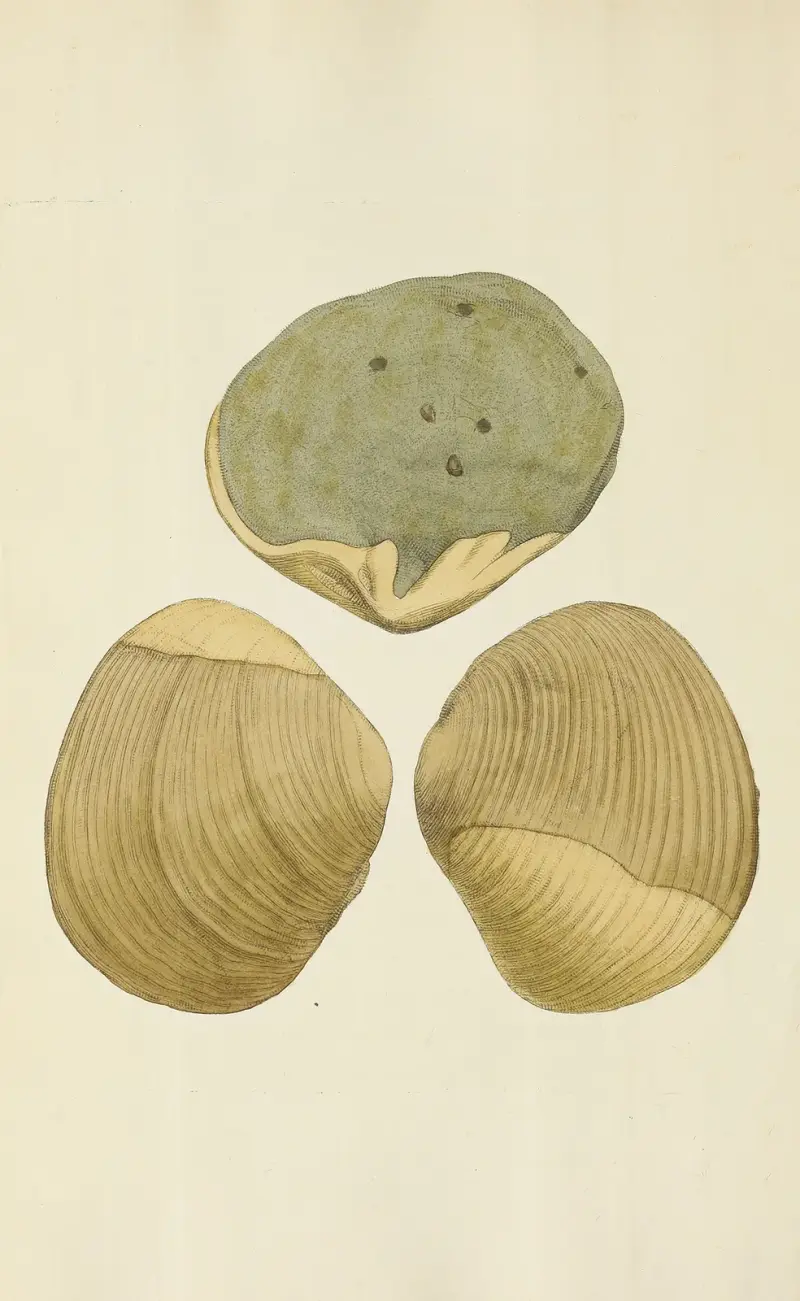 The mineral conchology of Great Britain Pl.241 av James Sowerby