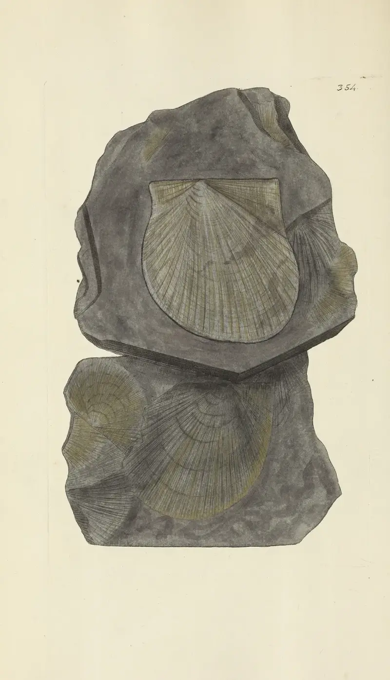 The mineral conchology of Great Britain Pl.242 av James Sowerby