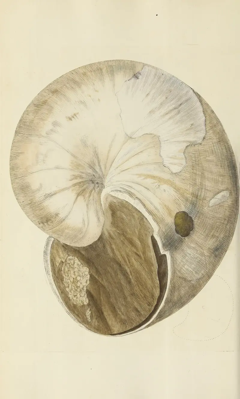 The mineral conchology of Great Britain Pl.243 av James Sowerby