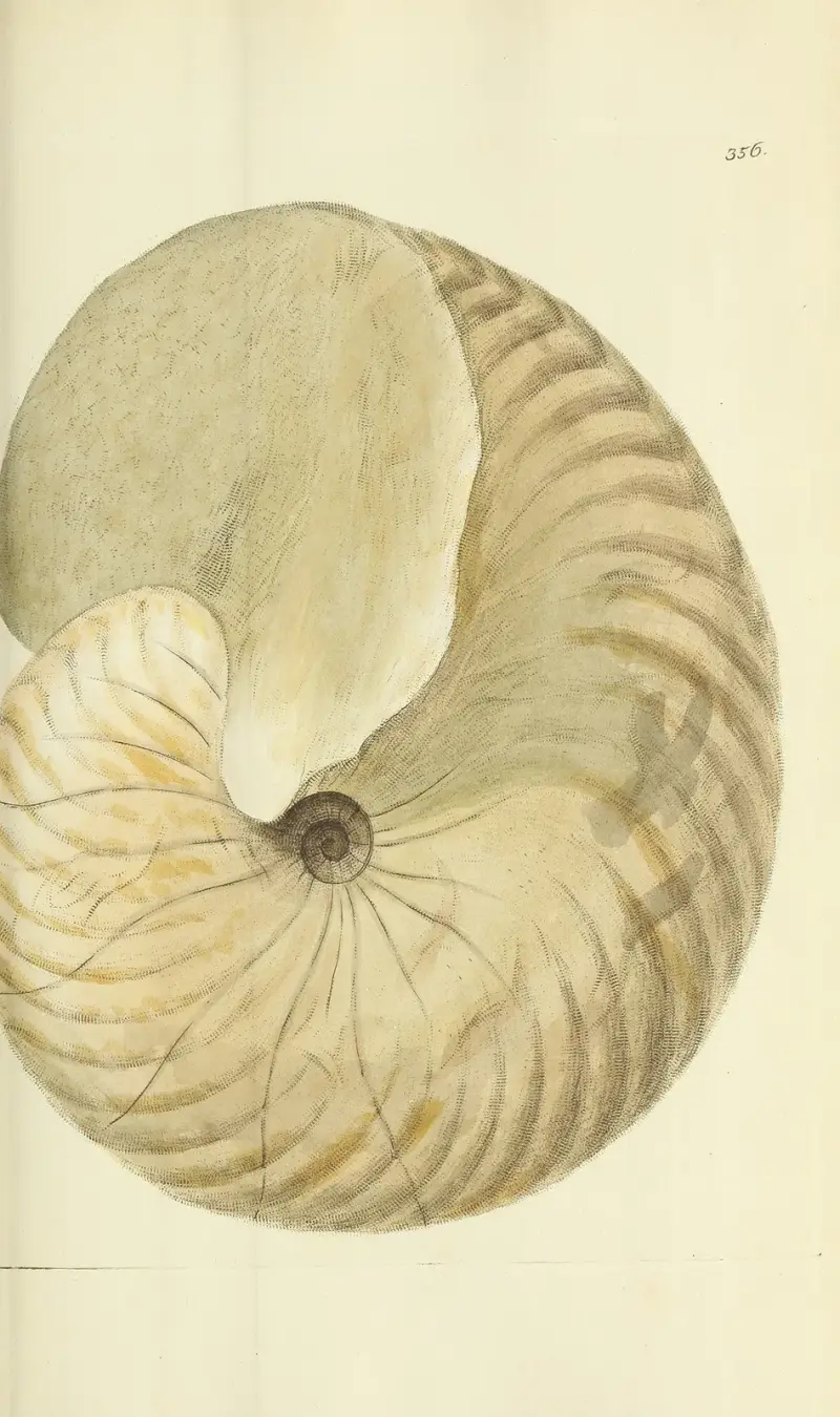 Mineralogi för Storbritannien, plansch 244 av James Sowerby
