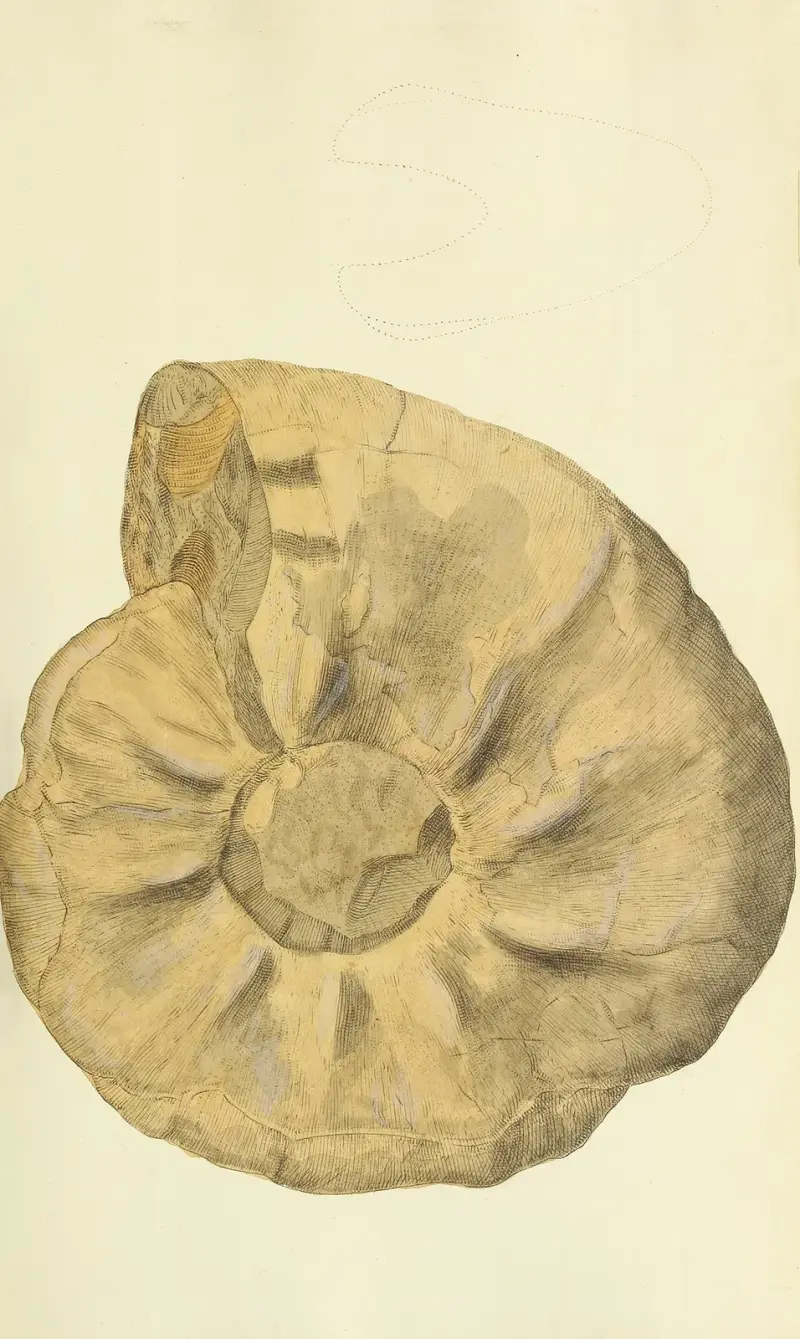 The mineral conchology of Great Britain Pl.245 av James Sowerby