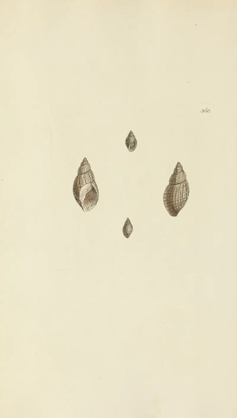 The mineral conchology of Great Britain Pl.246 av James Sowerby