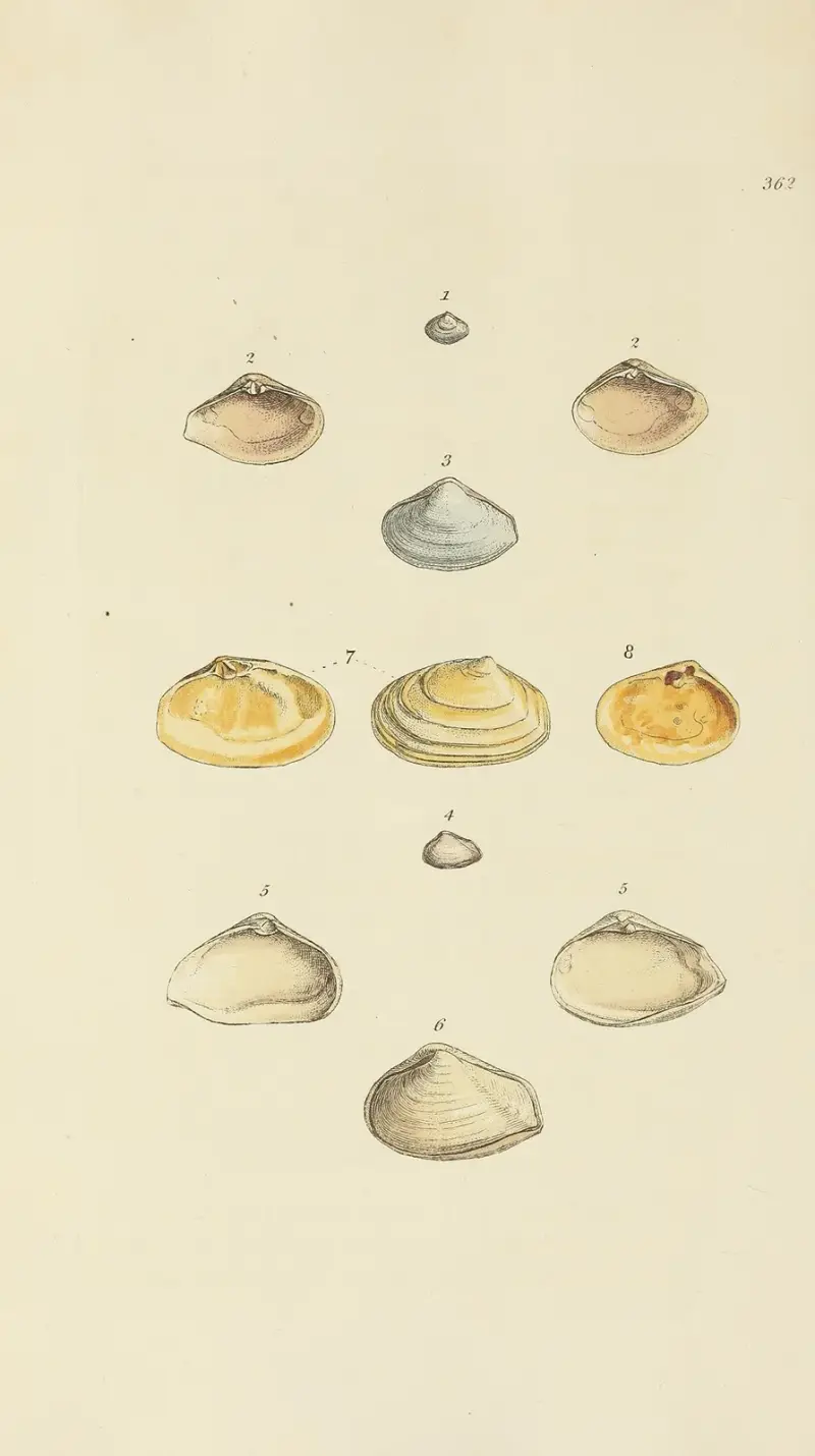 Mineralconchology av Storbritannien pl. 248 av James Sowerby