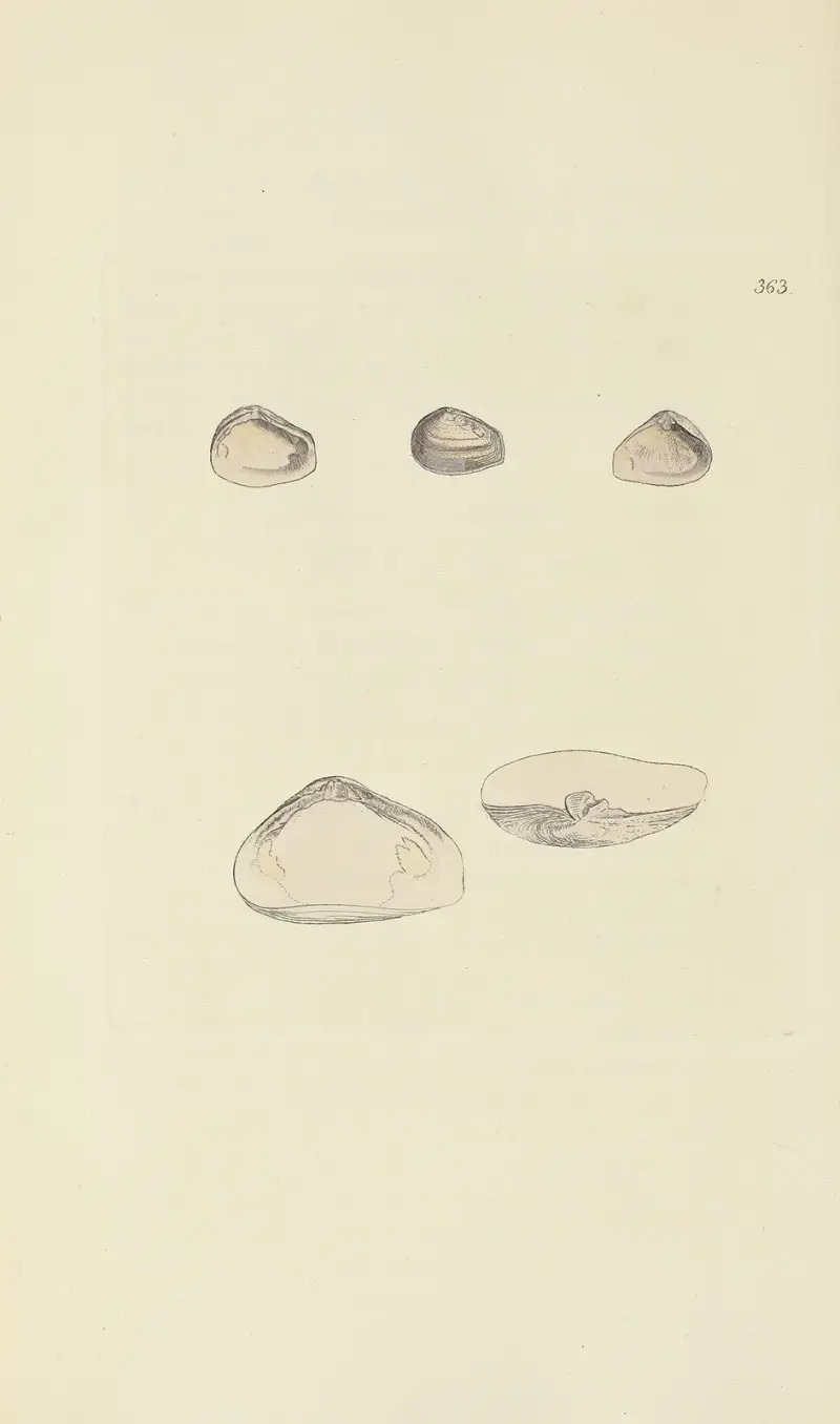 Mineralconchologi från Storbritannien, plansch 249 av James Sowerby