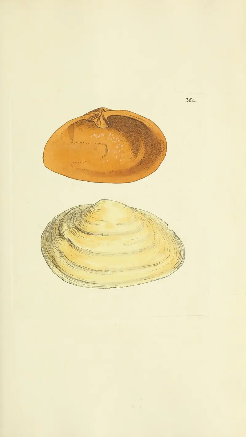 The mineral conchology of Great Britain Pl.250 av James Sowerby