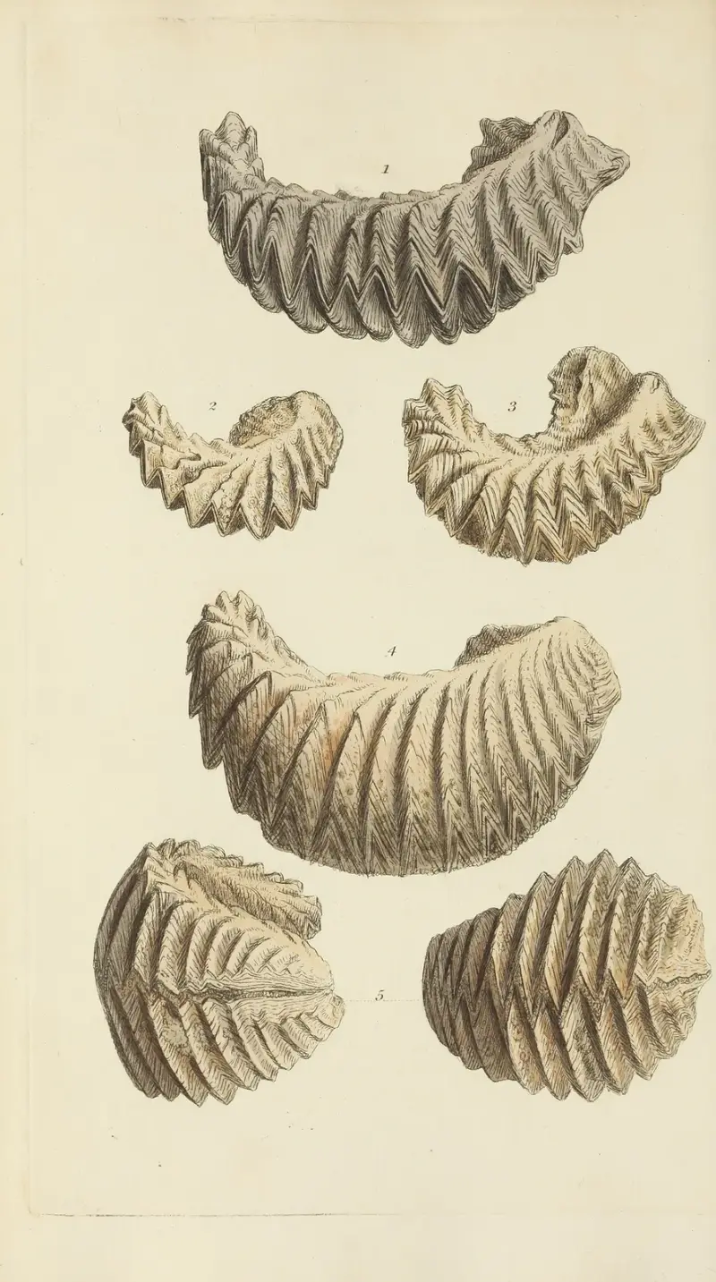 Mineralconchyliologi från Storbritannien Pl. 251 av James Sowerby