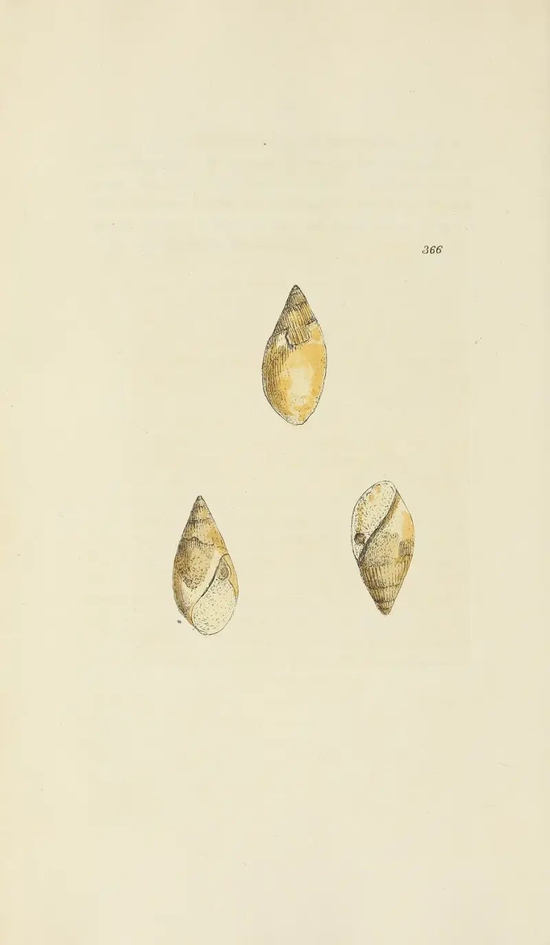 The mineral conchology of Great Britain Pl.252 av James Sowerby