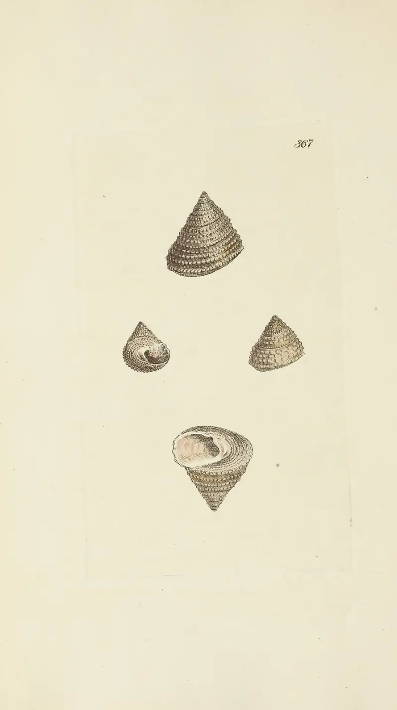 The mineral conchology of Great Britain Pl.253 av James Sowerby