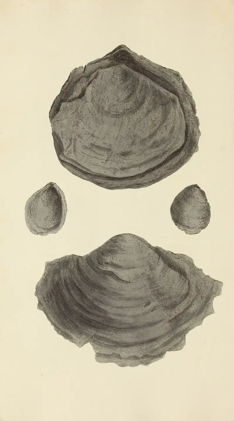 Mineralconchology från Storbritannien, plansch 254 av James Sowerby