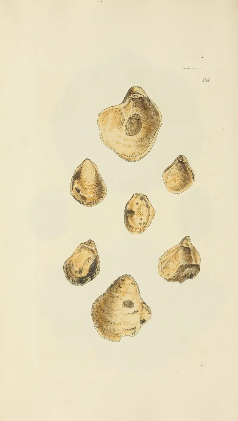 The mineral conchology of Great Britain Pl.255 av James Sowerby