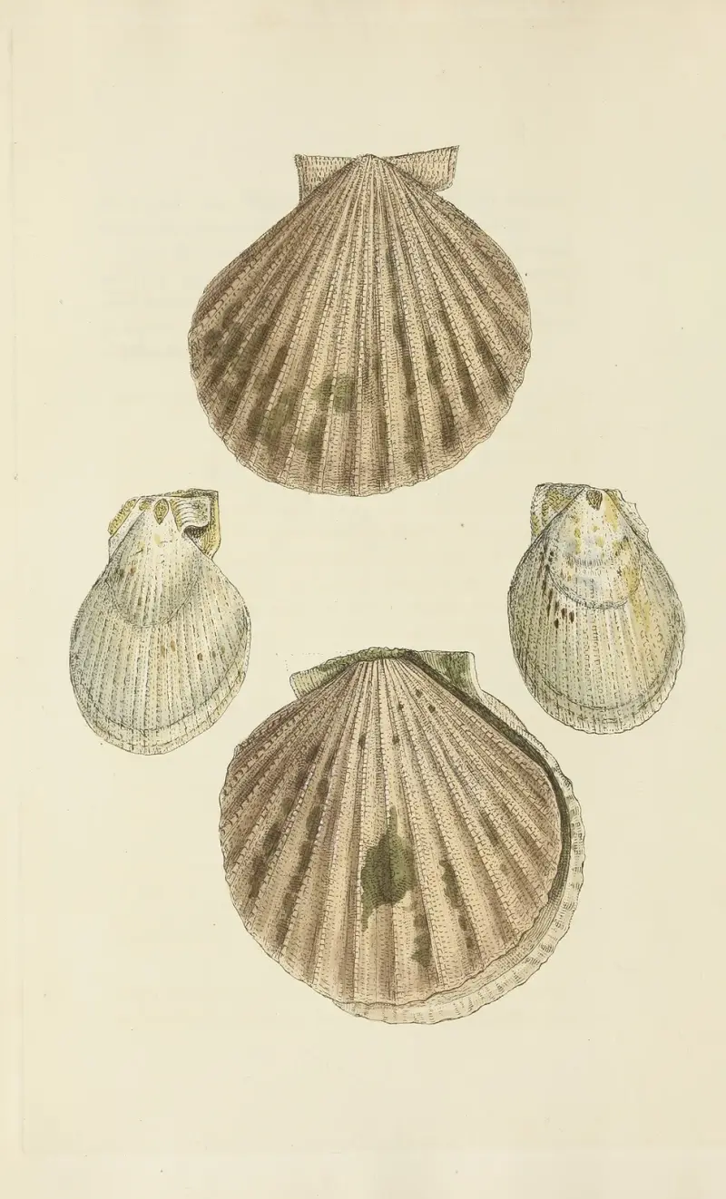 The mineral conchology of Great Britain Pl.256 av James Sowerby