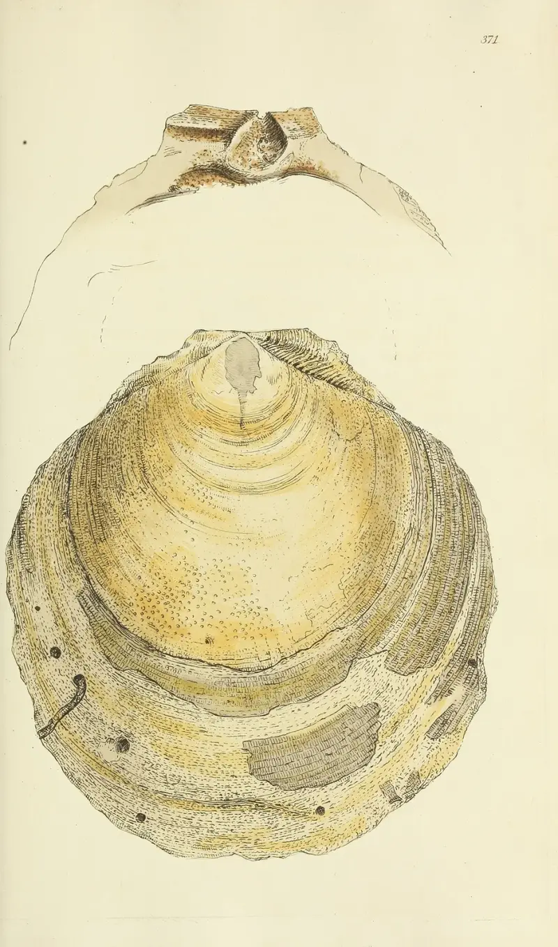 Mineralconchology från Storbritannien, plansch 257 av James Sowerby