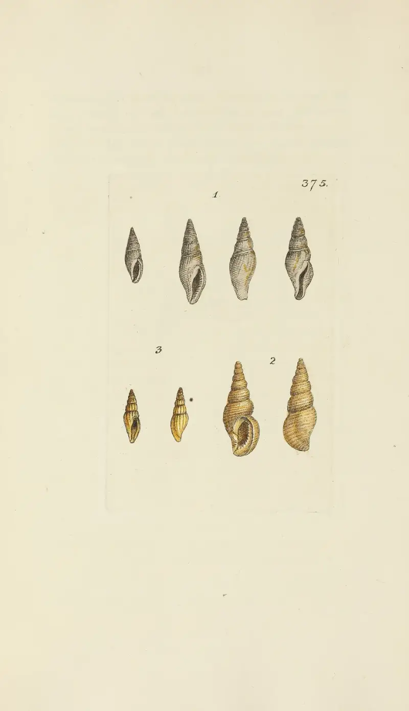 The mineral conchology of Great Britain Pl.261 av James Sowerby