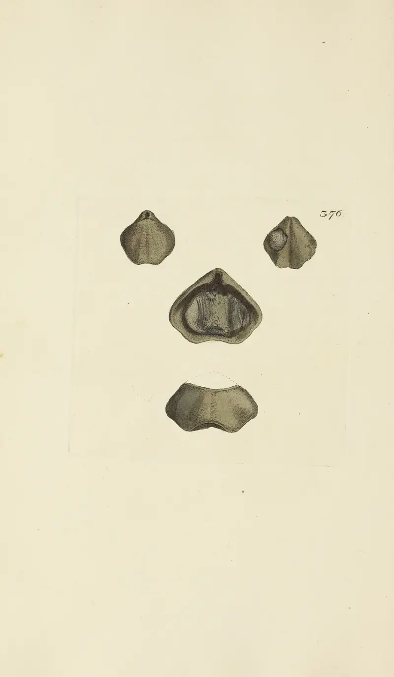 The mineral conchology of Great Britain Pl.262 av James Sowerby