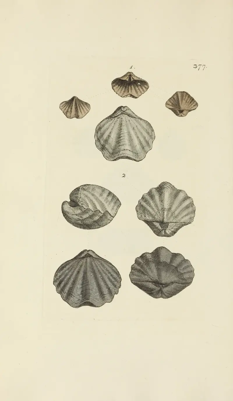 The mineral conchology of Great Britain Pl.263 av James Sowerby