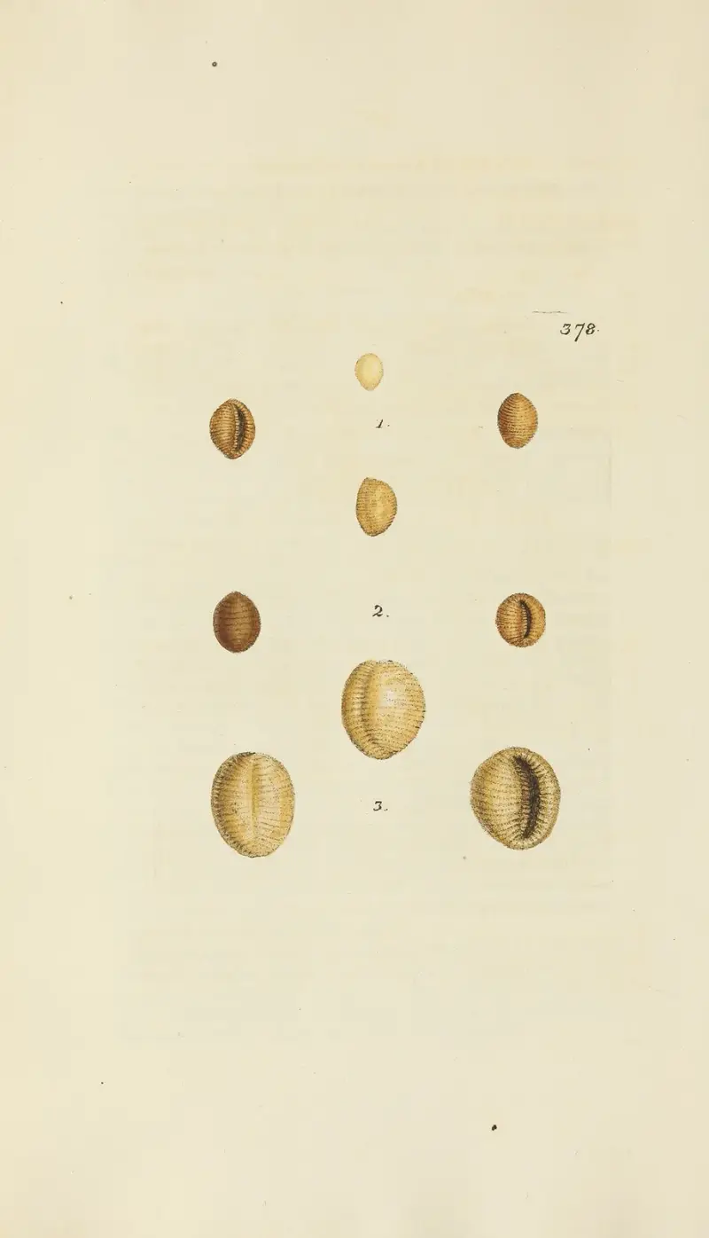 The mineral conchology of Great Britain Pl.264 av James Sowerby