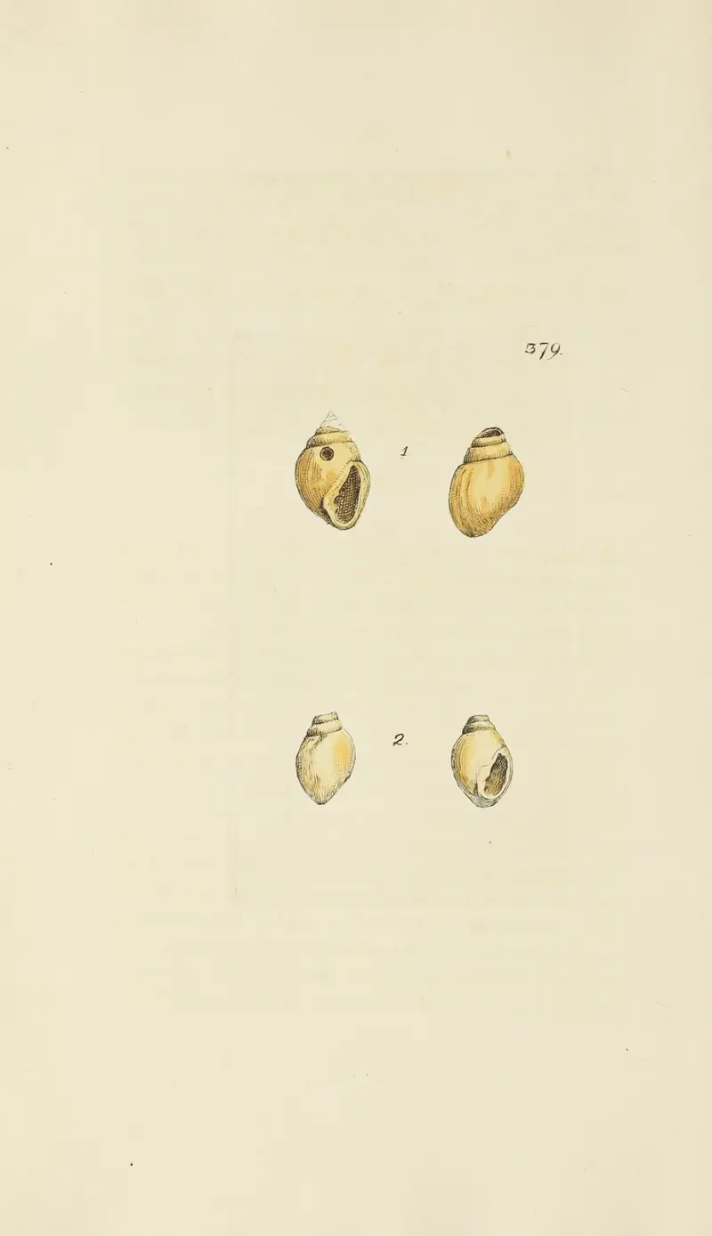 The mineral conchology of Great Britain Pl.265 av James Sowerby