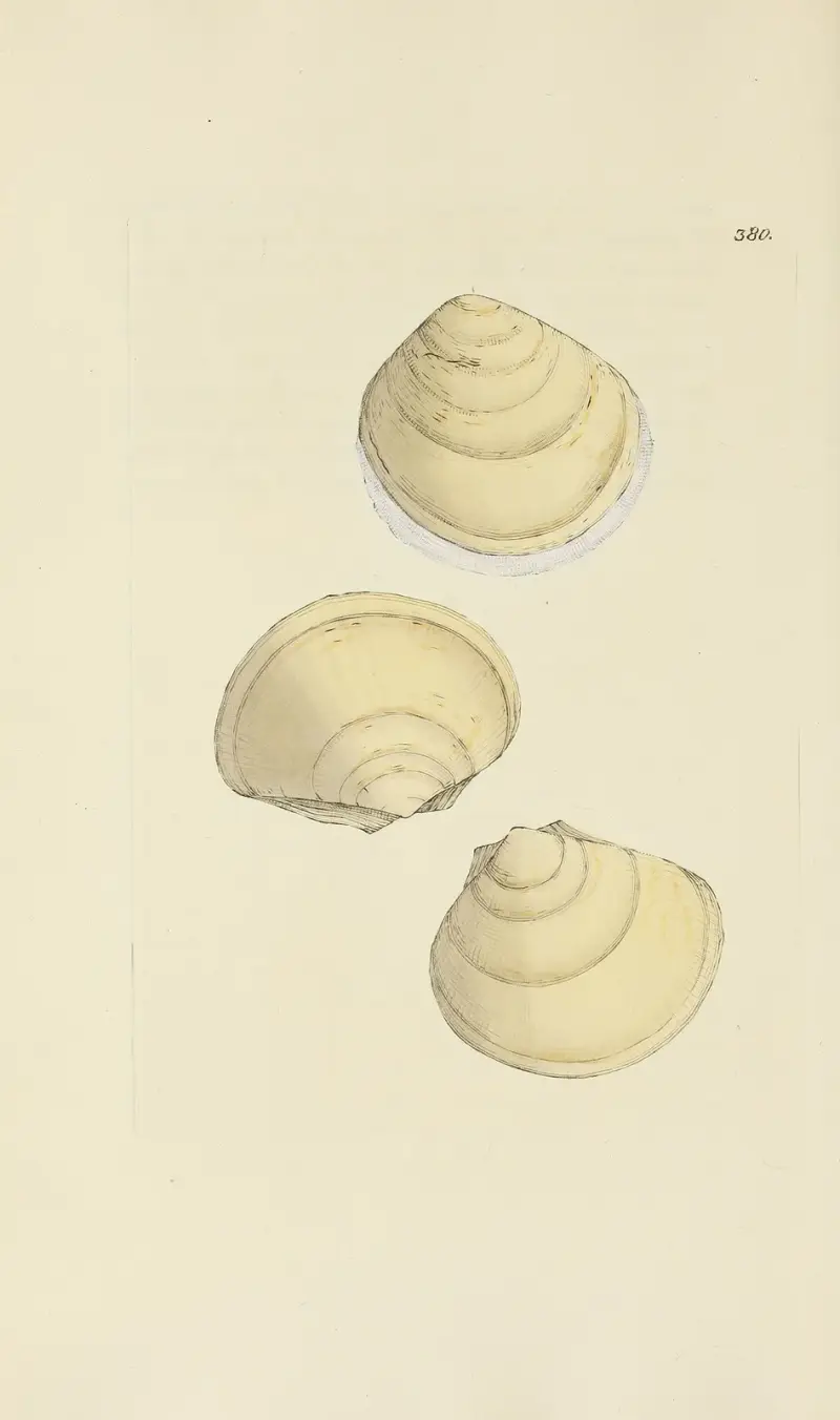 The Mineral Conchology of Great Britain, plansch 266 av James Sowerby