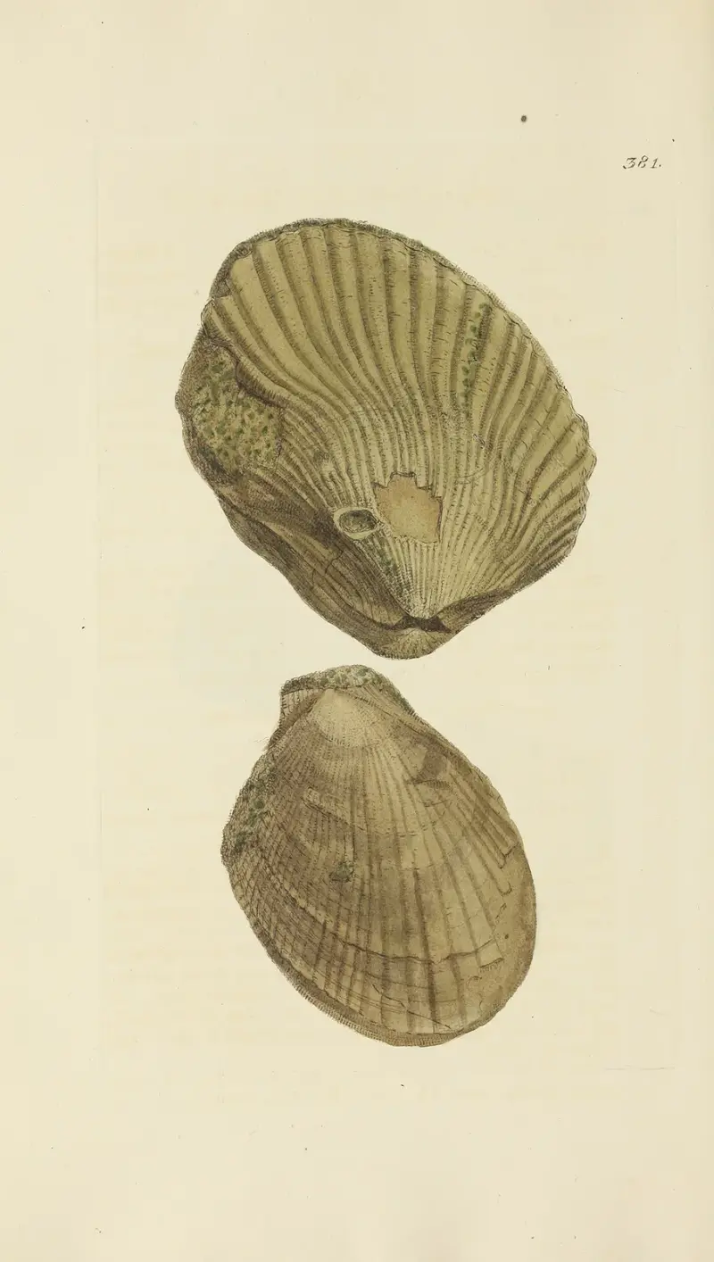 The Mineral Conchology of Great Britain Taf. 267 von James Sowerby