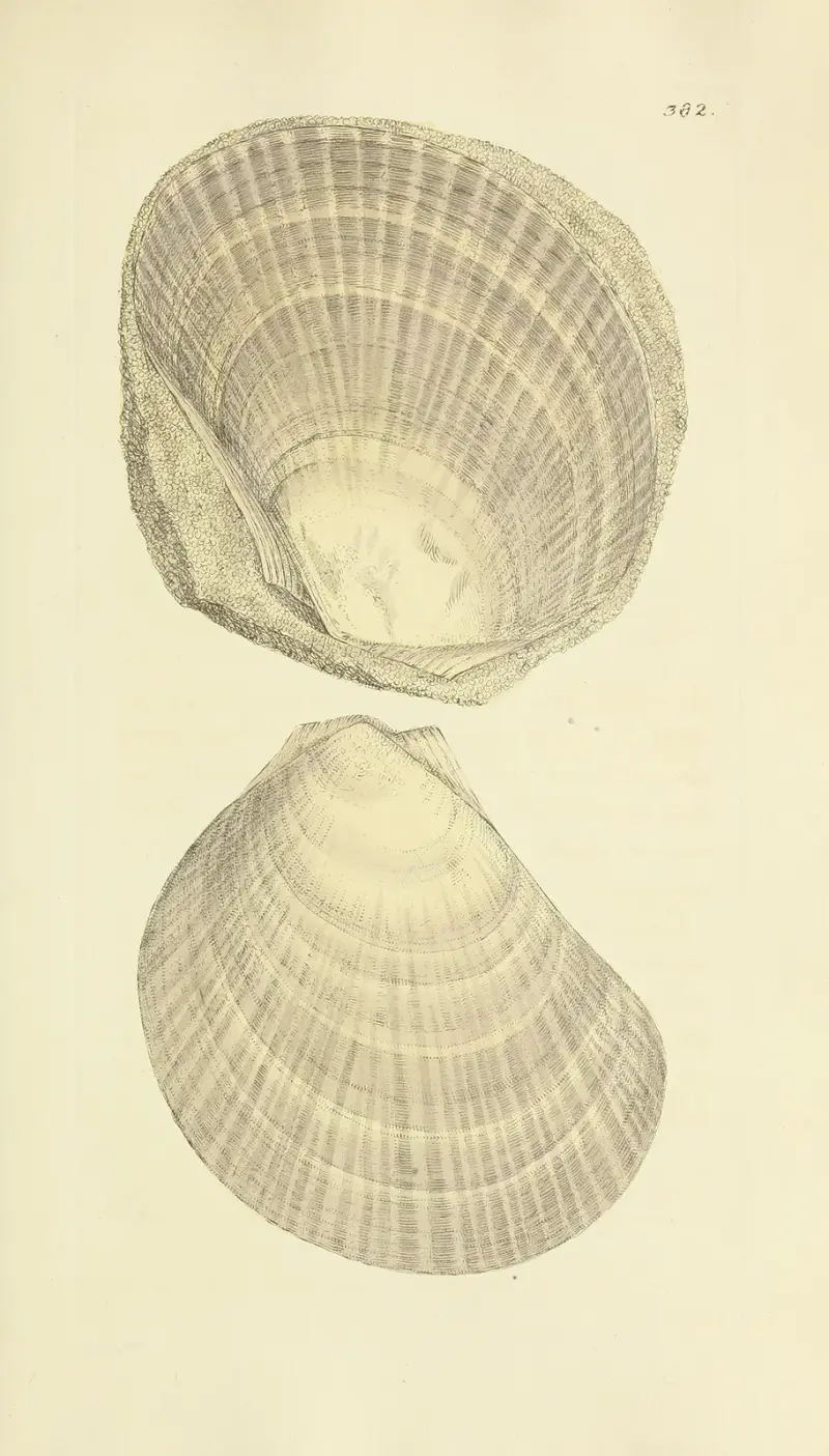 The Mineral Conchology of Great Britain, plansch 268 av James Sowerby