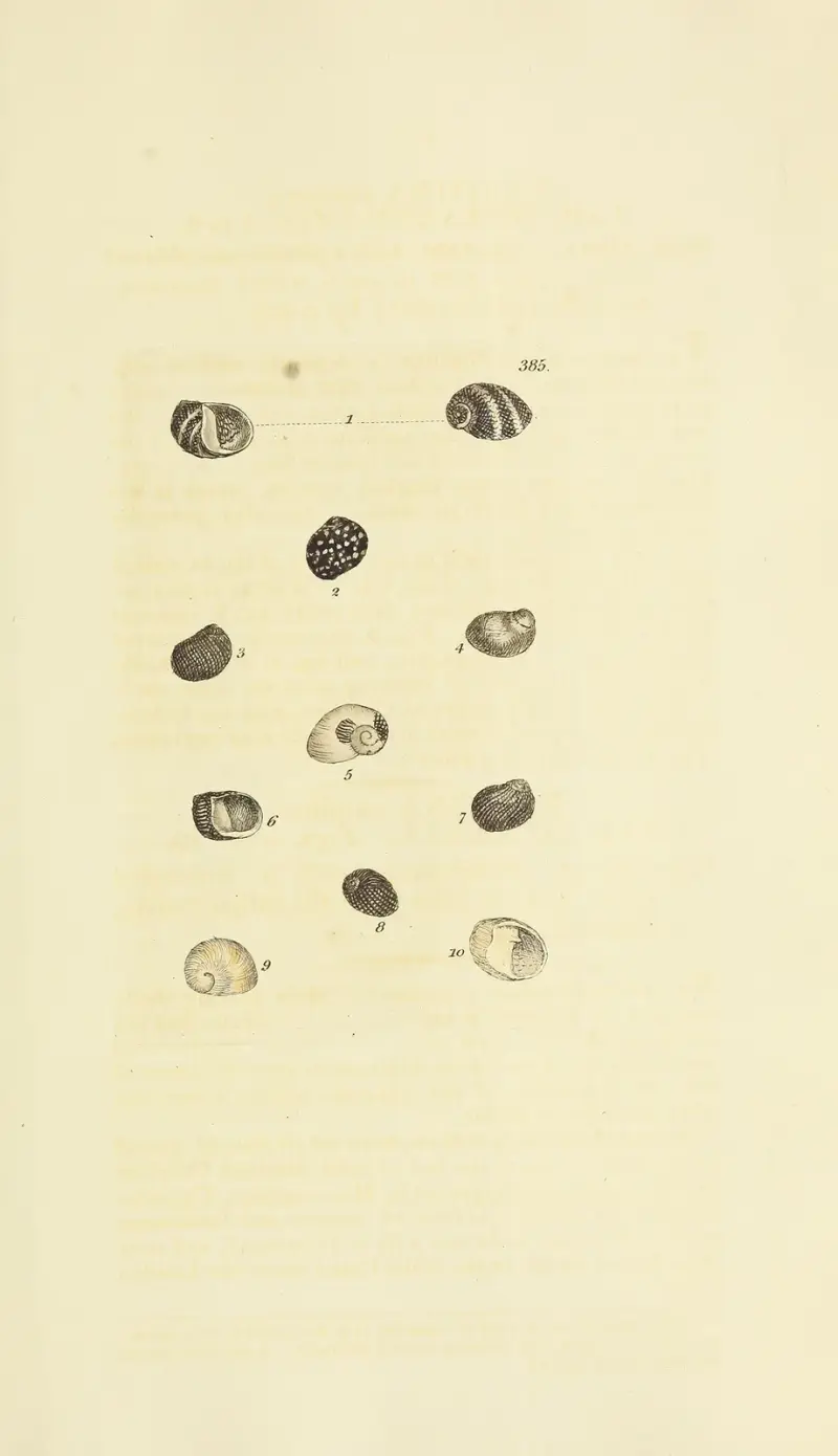 The mineral conchology of Great Britain Pl.270 av James Sowerby