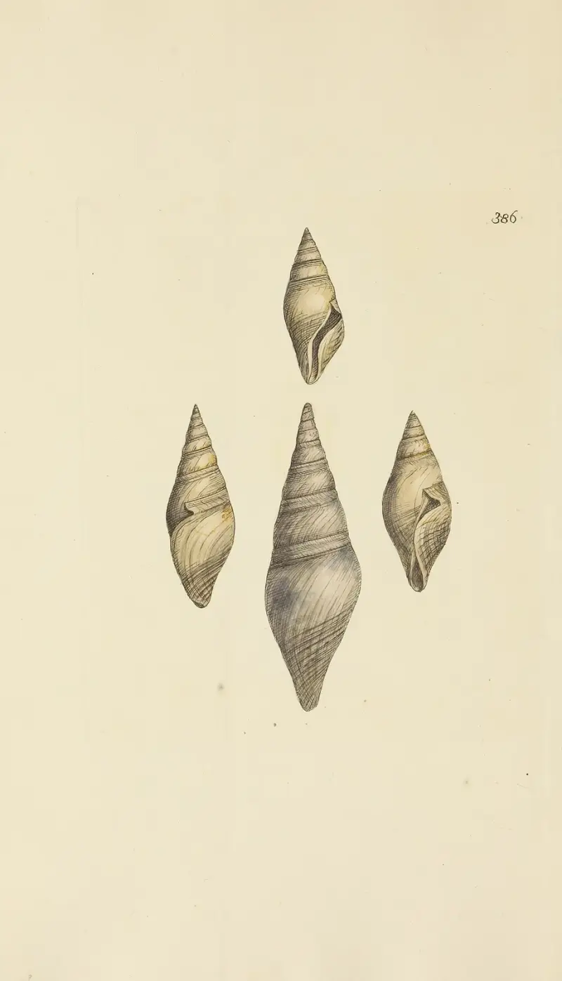 The mineral conchology of Great Britain Pl.271 av James Sowerby