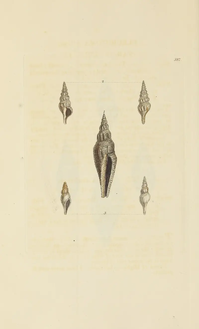 The mineral conchology of Great Britain Pl.272 av James Sowerby