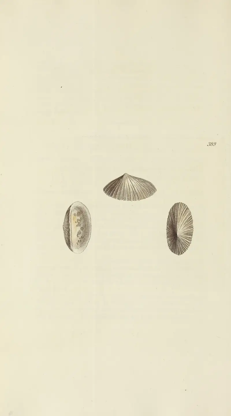 Mineralconchologi från Storbritannien, plansch 273 av James Sowerby