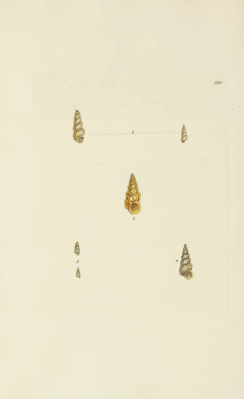 The mineral conchology of Great Britain Pl.274 av James Sowerby