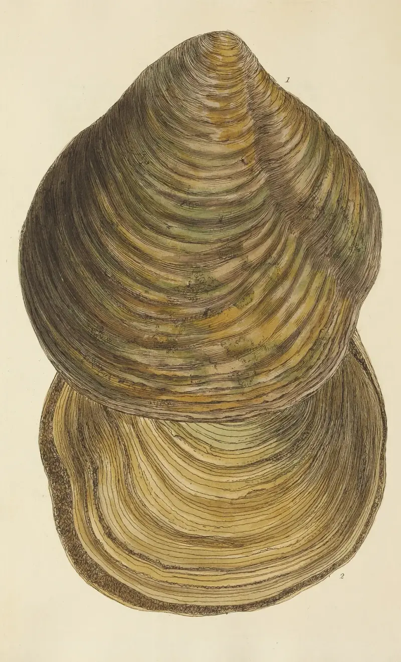 The Mineral Conchology of Great Britain Taf. 275 von James Sowerby