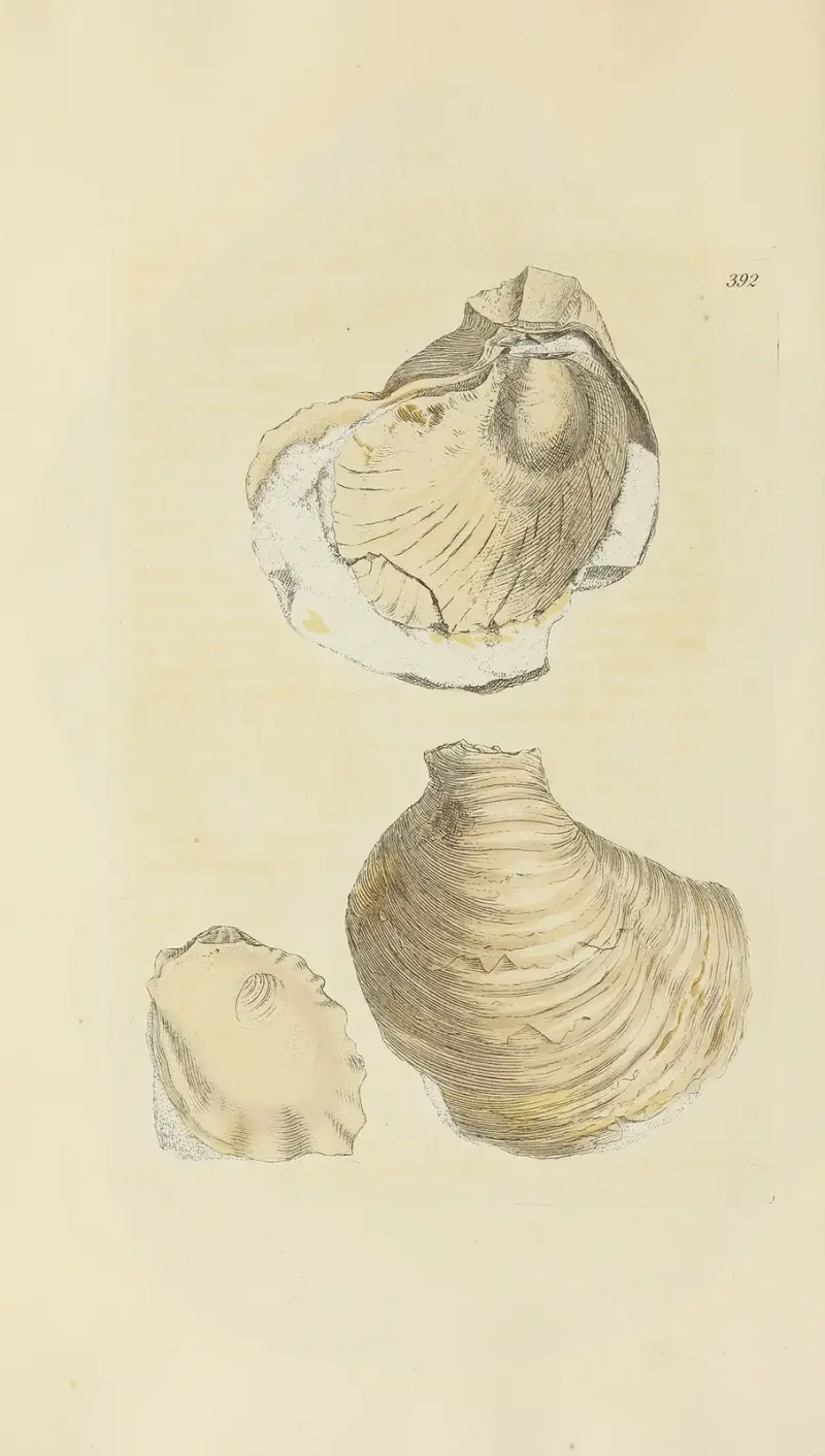 The mineral conchology of Great Britain Pl.276 av James Sowerby