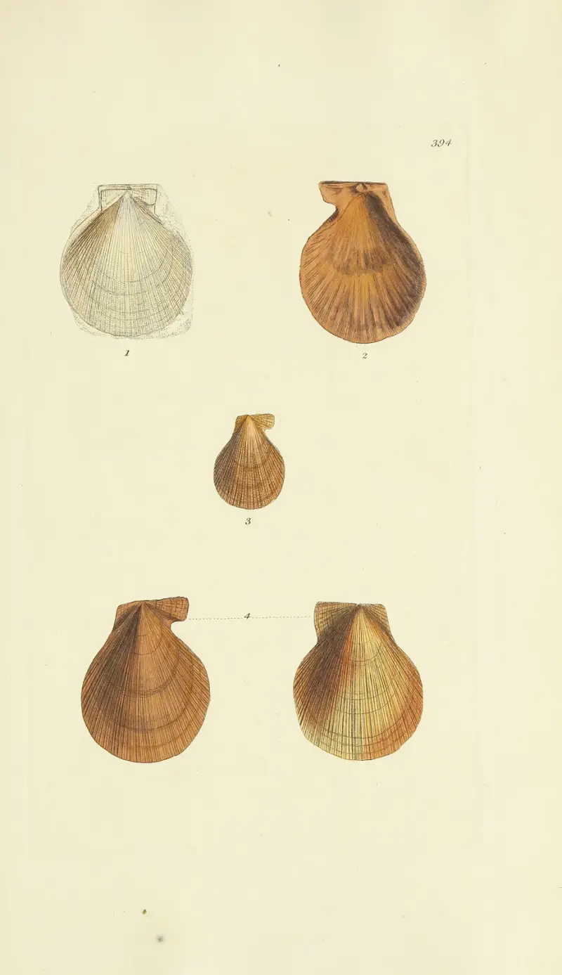 The mineral conchology of Great Britain Pl.278 av James Sowerby