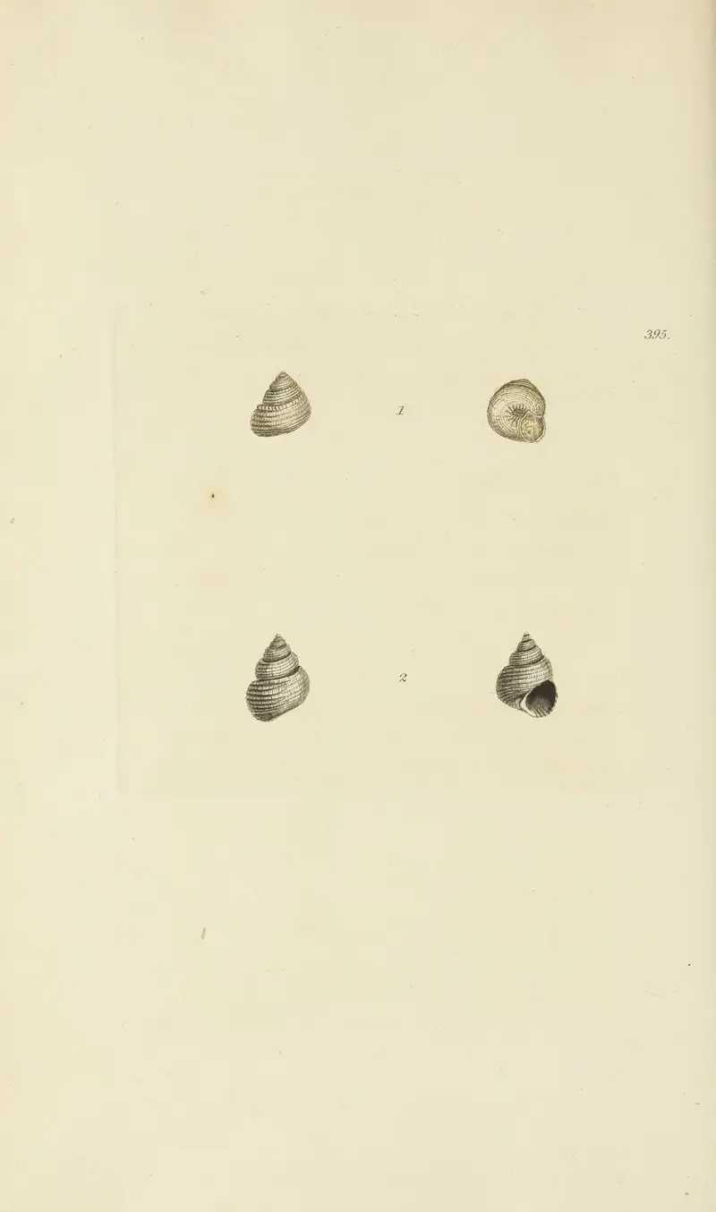 The mineral conchology of Great Britain Pl.279 av James Sowerby