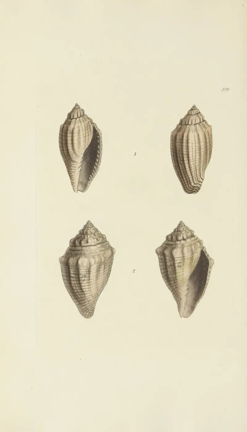 The Mineral Conchology of Great Britain, Taf. 282 von James Sowerby