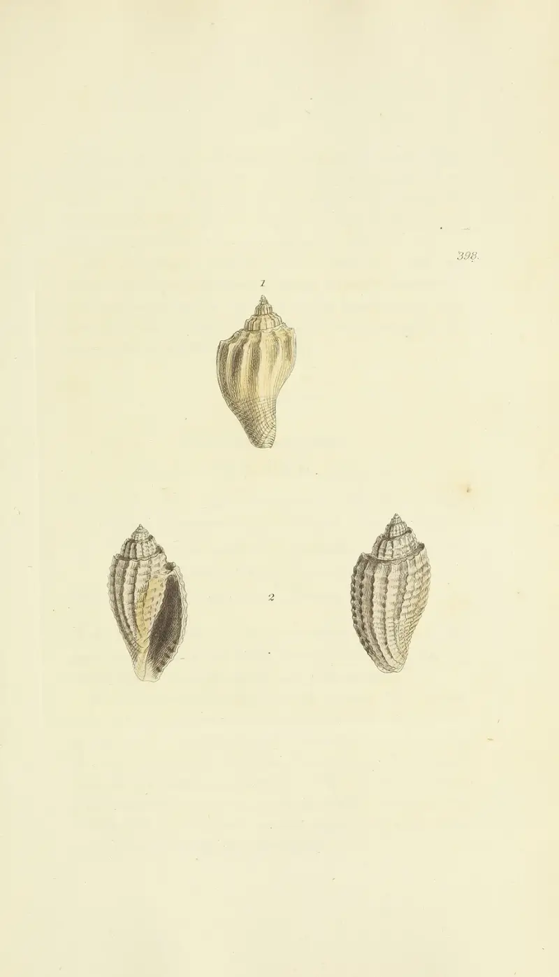 The mineral conchology of Great Britain Pl.283 av James Sowerby
