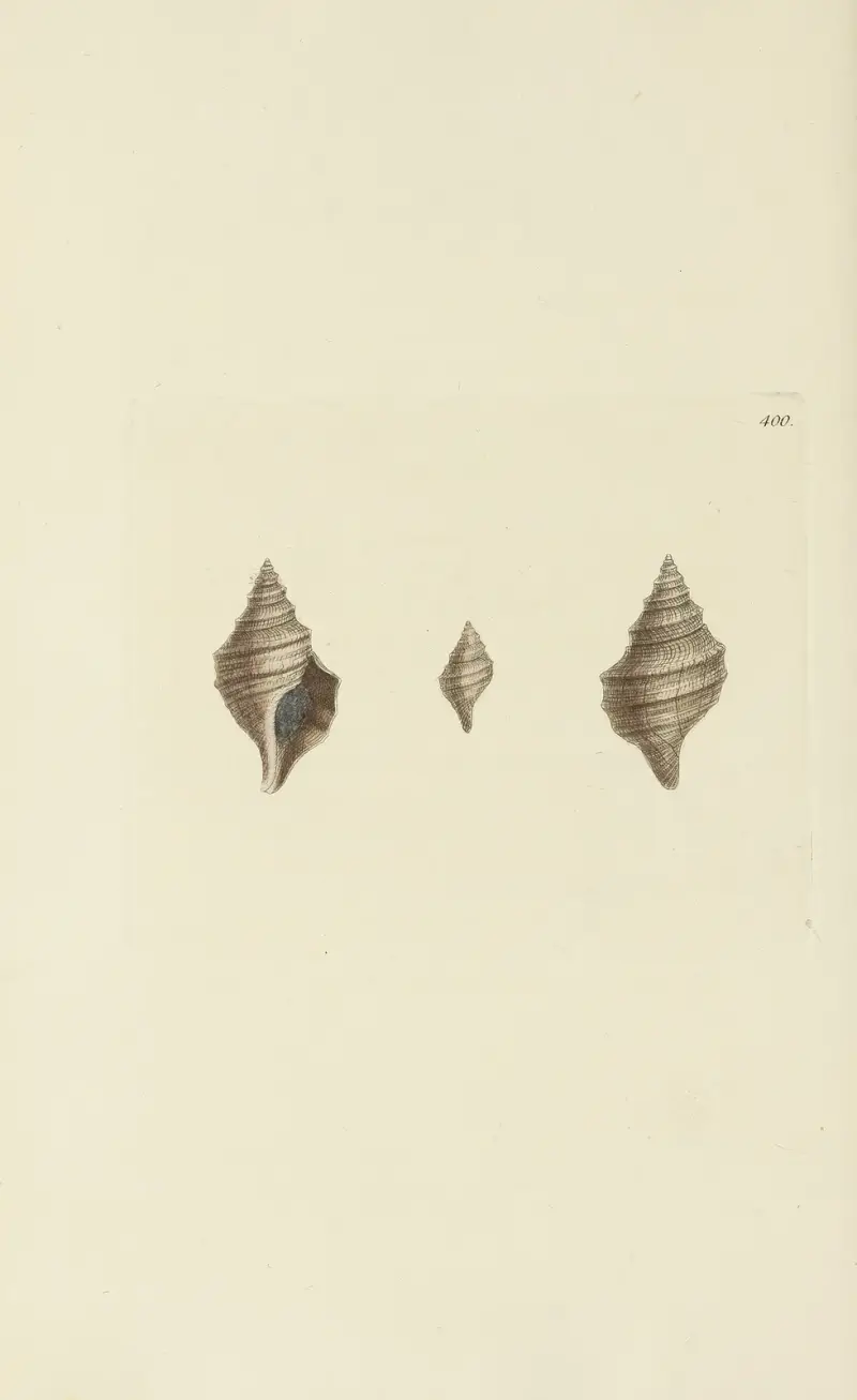 The mineral conchology of Great Britain Pl.284 av James Sowerby