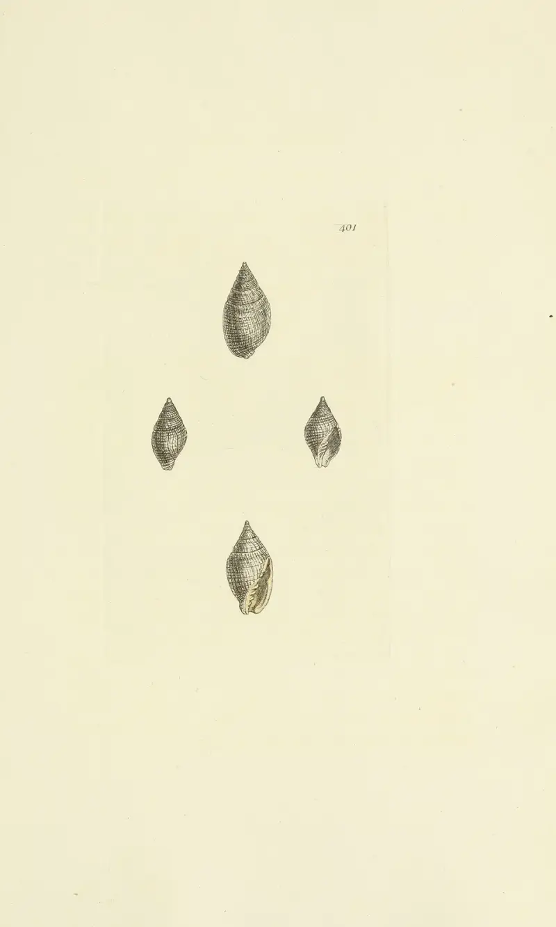 The mineral conchology of Great Britain Pl.285 av James Sowerby