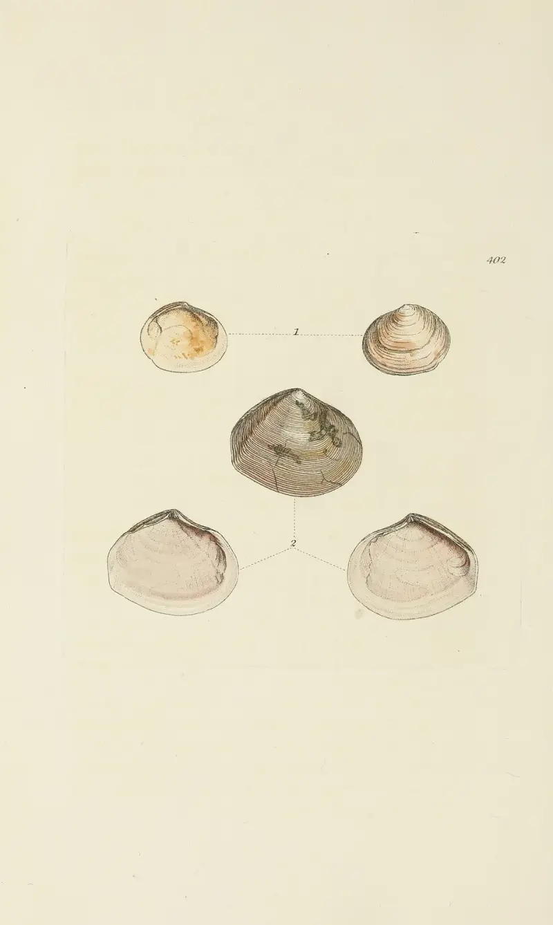 The mineral conchology of Great Britain Pl.286 av James Sowerby