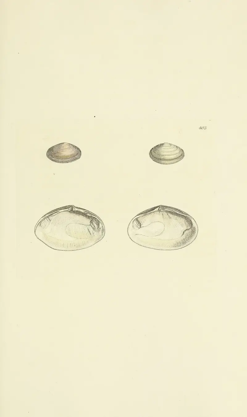 The mineral conchology of Great Britain Pl.287 av James Sowerby